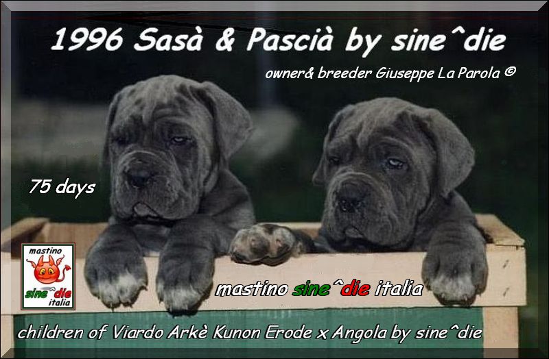 1996 Sasa & pascia,,, owner & breeder mastino sine^die italia by Giuseppe La Parola Italy,,,