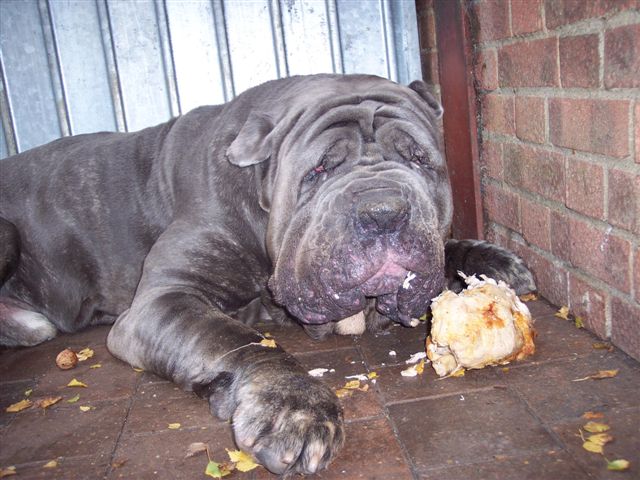 Veleno eating whole chickens, he has two or three a day (as snacks!)