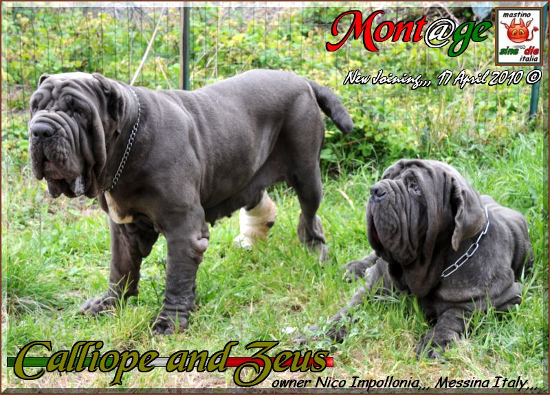 New Joining Zeus and Calliope,,,