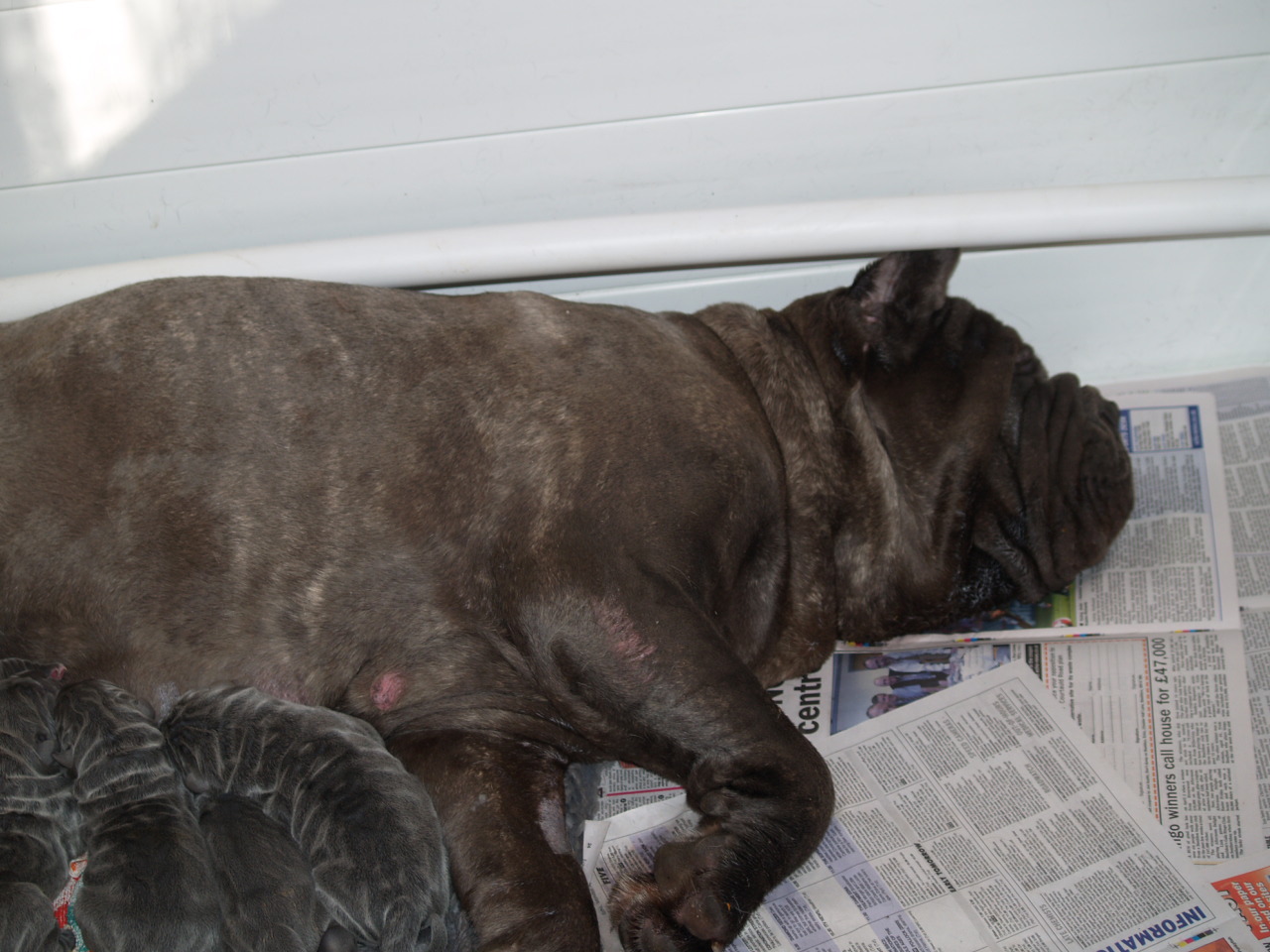 Lunas pups  20 04 2007 008