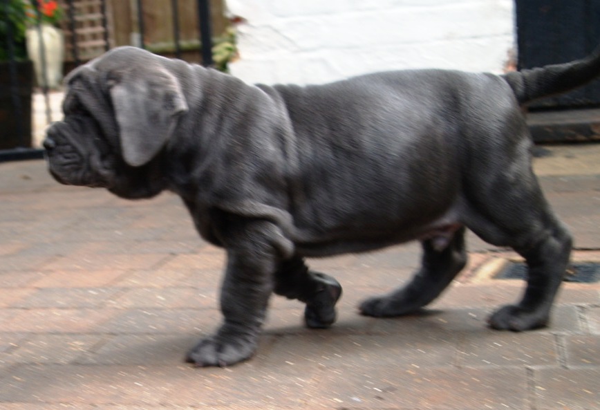 26 07 2008 pups 003