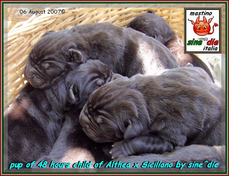 cucciolo Althea x Siciliano,,, 644