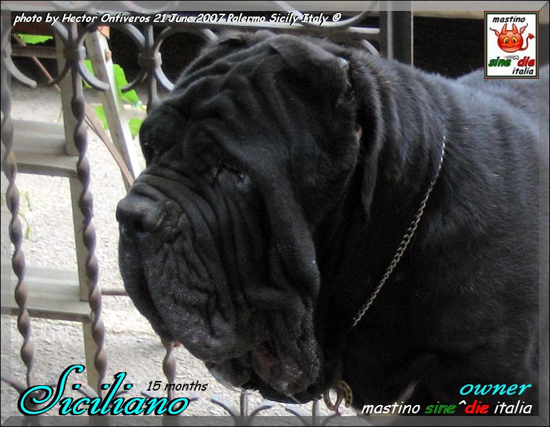 Siciliano son of sine^die Sicano 21 June 2007 owner breeding mastino sine^die italia