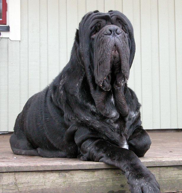 ernie1