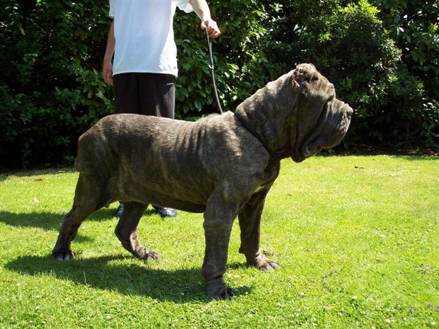 dogs 24 06 2006.a 036