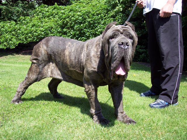dogs 24 06 2006.a 024