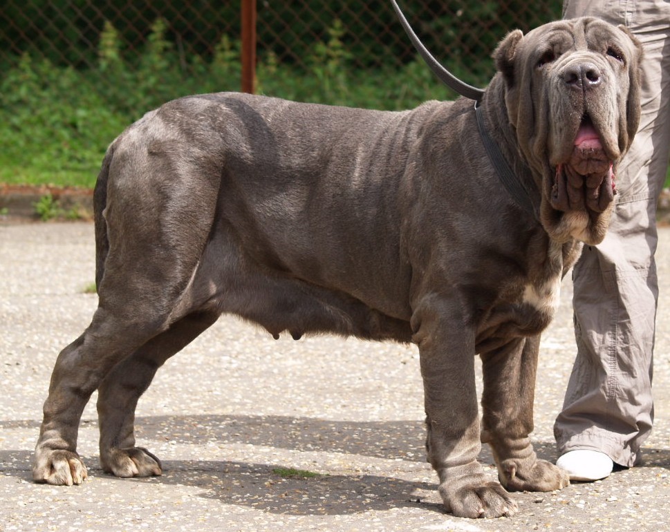 dogs 20 5 2007 142