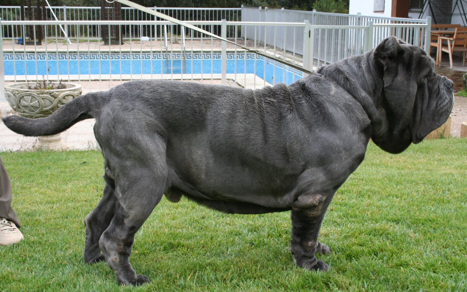 CH.JABATO DE AZZURRA