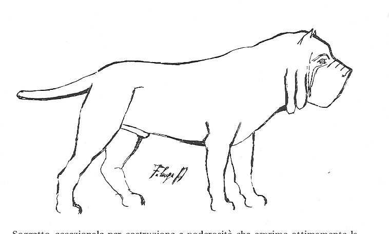 mastino004