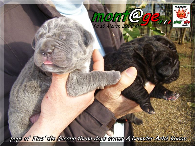 Pup of Sine^die Sicano breeder Arke Kunon,,,,,
