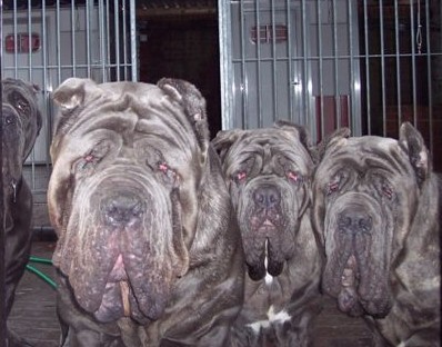 dogs23 12 2006 012