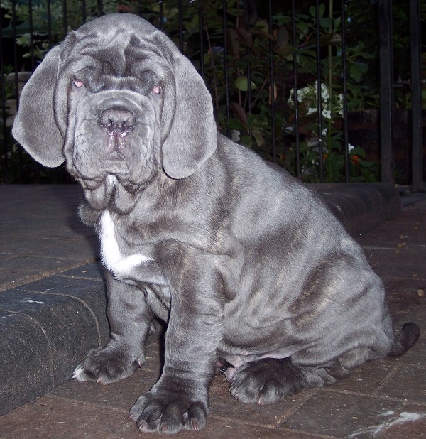 Luna puppies 15 06  2007 002