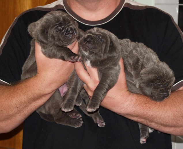 Lunas pups 5 5 2007 047