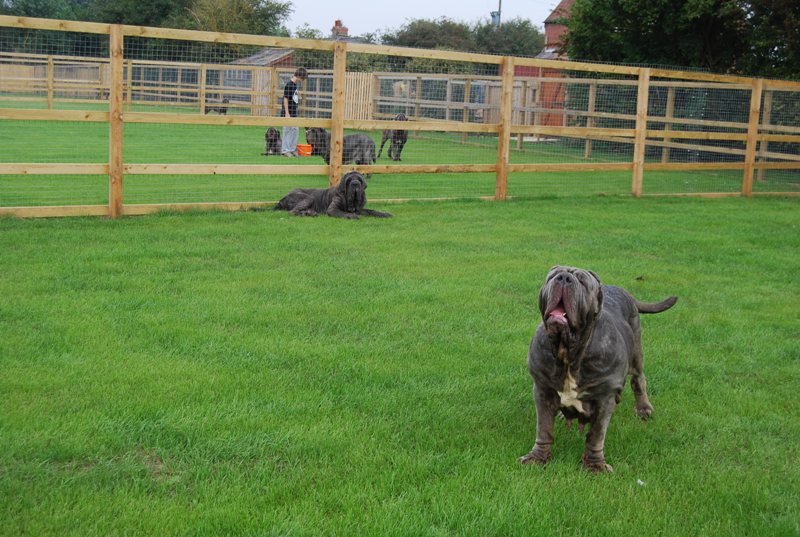dogs 31 08 2008 020