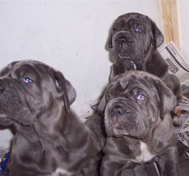 dogs 26 5 2007 088