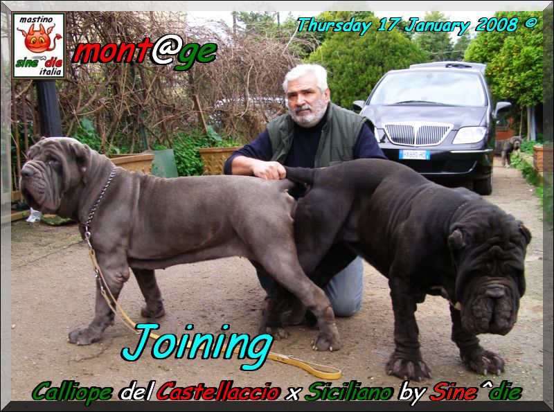 joining,,, Siciliano by Sine^die x Calliope del Castellaccio,,, 17 gennaio 2008,,,