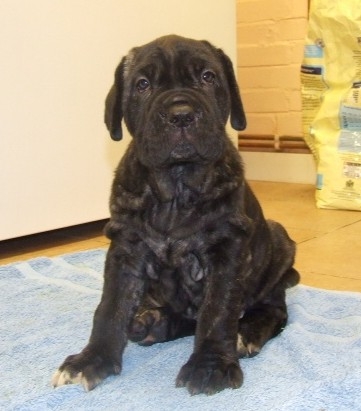 Rayvonley male age 6 weeks (2)