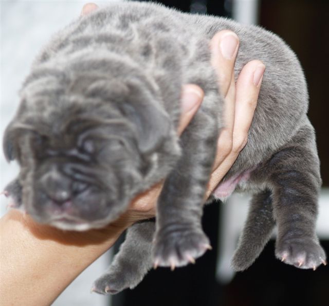 Lunas pups  27 04 2007 009