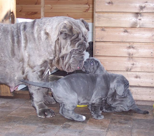 pups LUNA X VELENO 02 06 2007 047