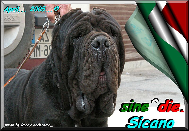 sine^die Sicano  owner & breeder  mastino sine^die italia 800 pixel