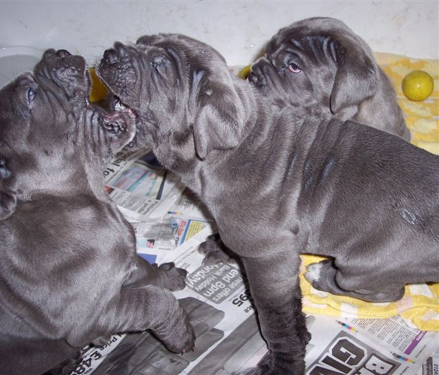 dogs 26 5 2007 100