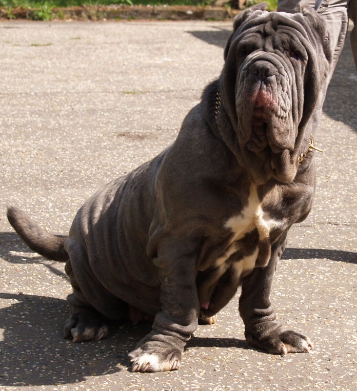 dogs 20 5 2007 084