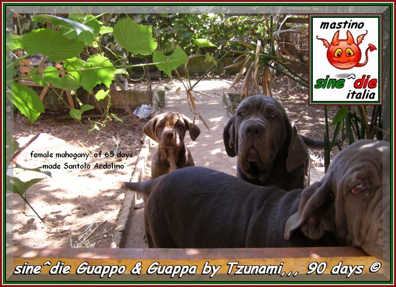 sine^die Guappo & Guappa by Tzunami,,,