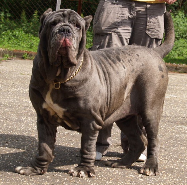 dogs 20 5 2007 101