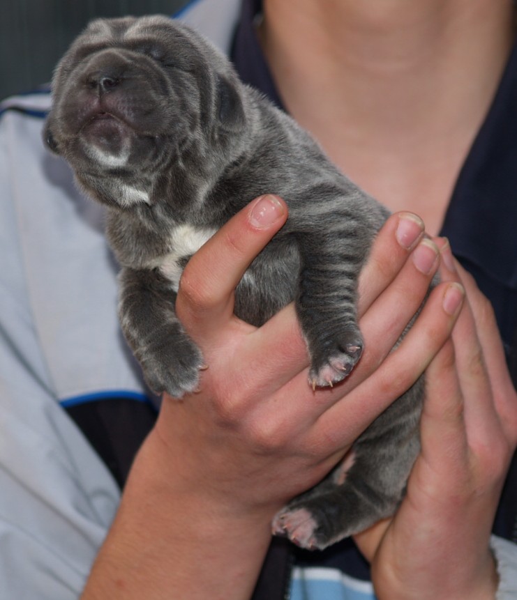 Lunas pups  26 04 2007 036