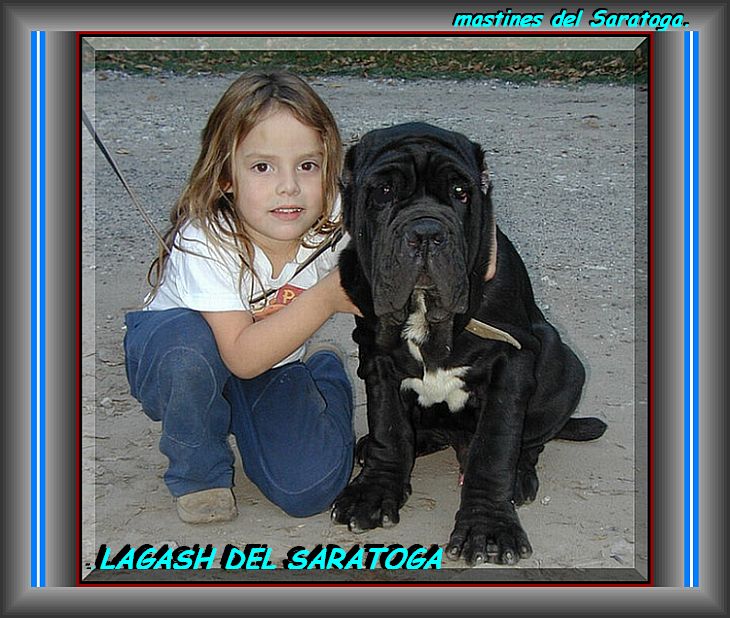 LAGASH DEL SARATOGA