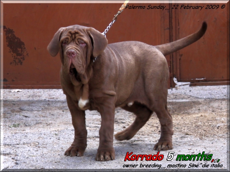 Korrado 22 febbraio 2009