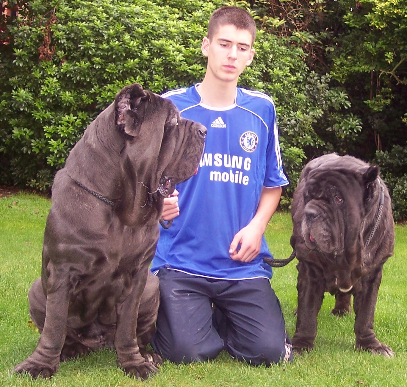 Dogs 28 10 2006 022