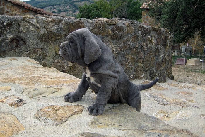 goliathpuppy2