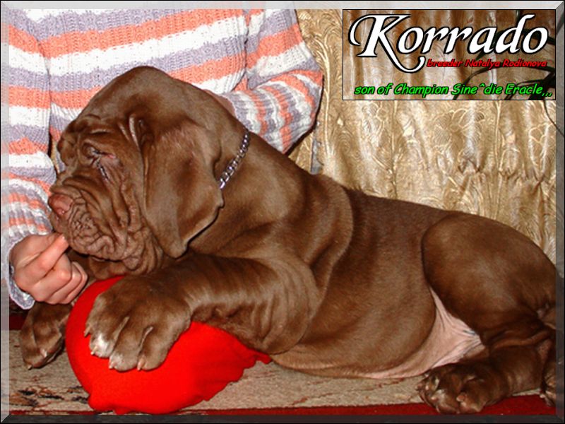 Natalia Rodionova breeder of Korrado,,