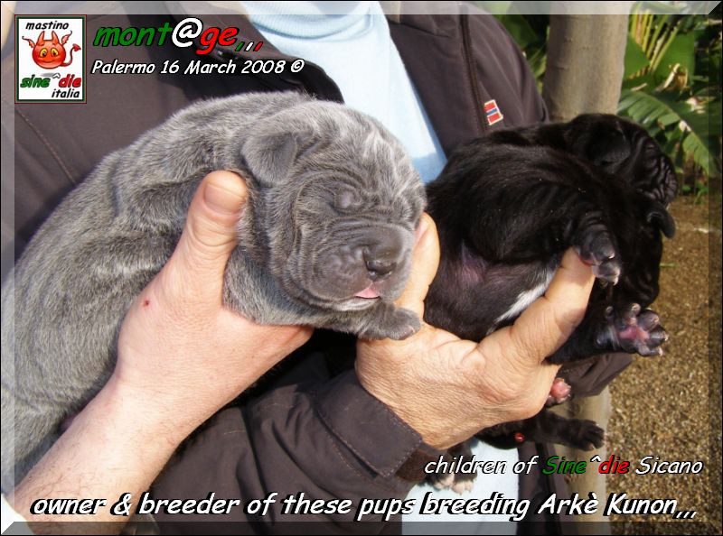 Pup of Sine^die Sicano breeder Arke Kunon,,,,