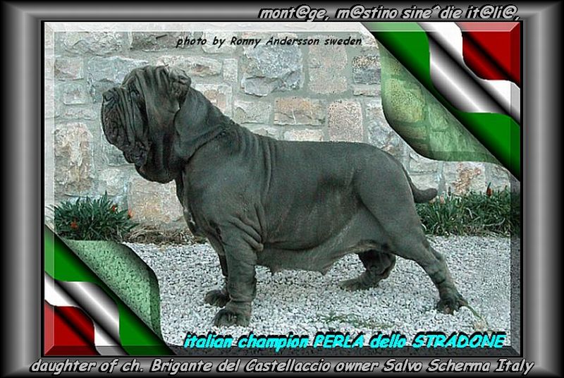 ch. Perla by breeding Castellaccio