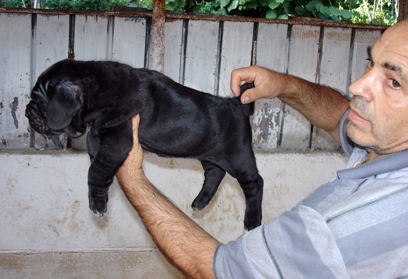 puppy1