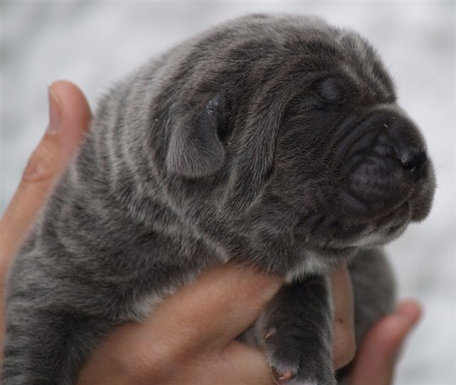 Lunas pups  27 04 2007 013