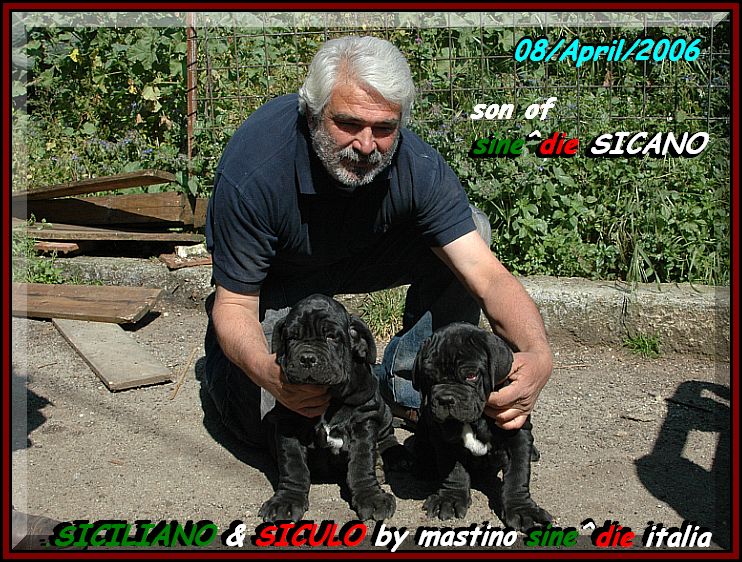 SICILIANO & SICULO.... by mastino sine^die italia