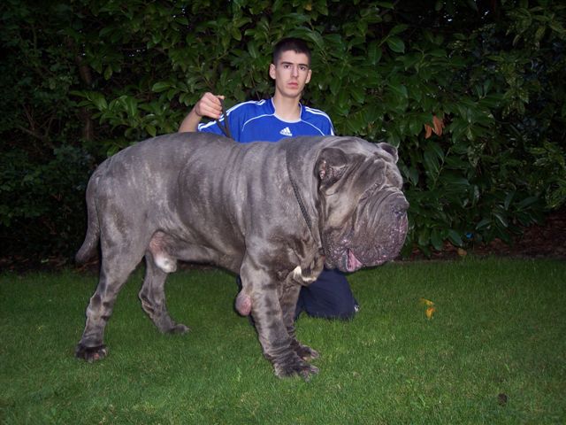 Dogs 28 10 2006 080