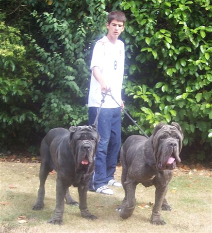 Dogs 29 07 2006.aa 108