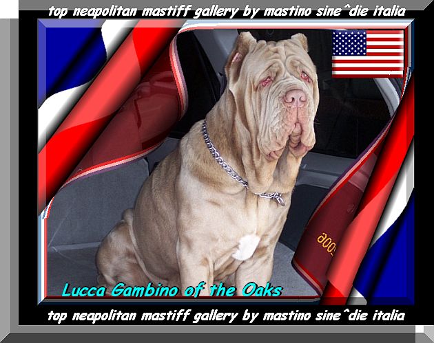 Lucca Gambino of the Oaks oxo