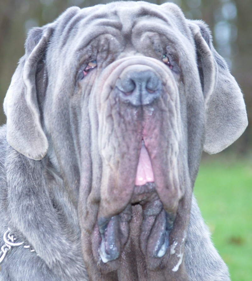 dogs 28 01 2007 058