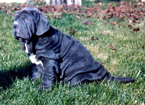 NEO DE AZZURRA 2Months