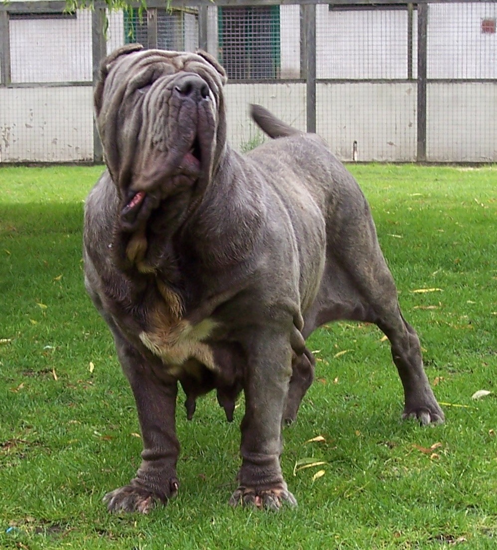 Copy of Dogs 08 06 2007 029