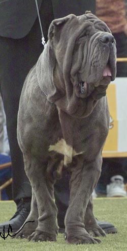 Chon di Ferds 1 open mex male