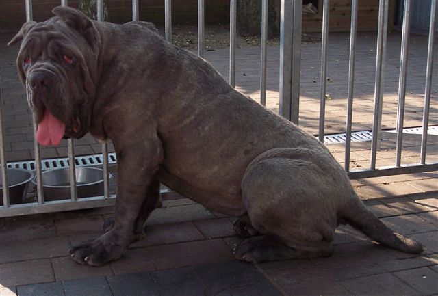 dogs 04 07 2006.a 043