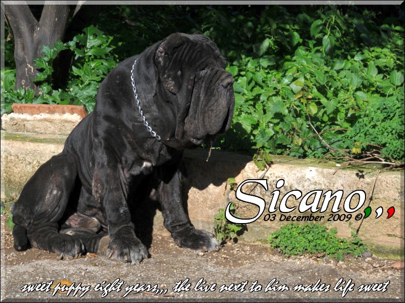 i miei mastini oggi Sine^die Sicano,,,,
