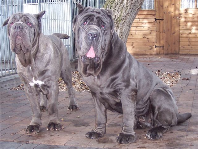 Julis & Luna