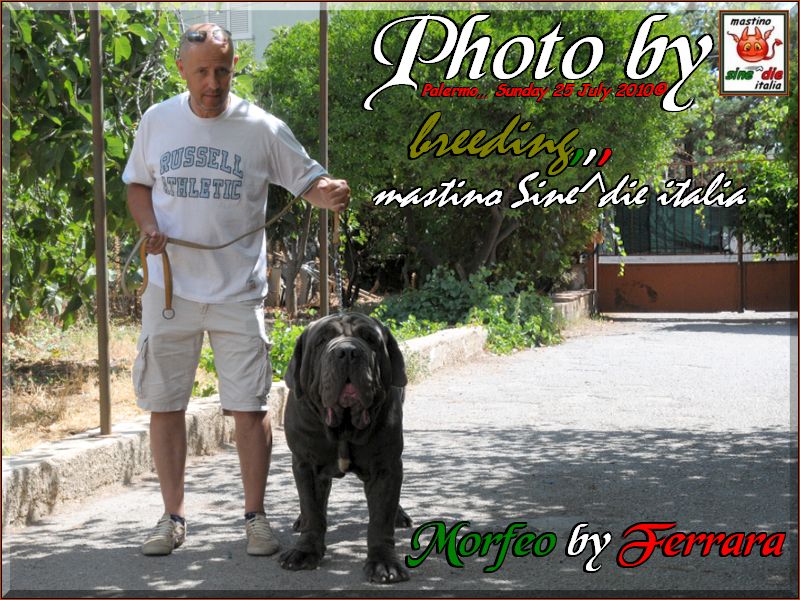 Morfeo in visit my breeding